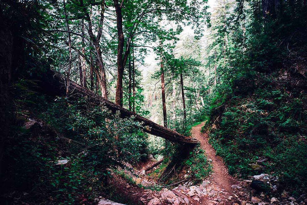 baños de bosque