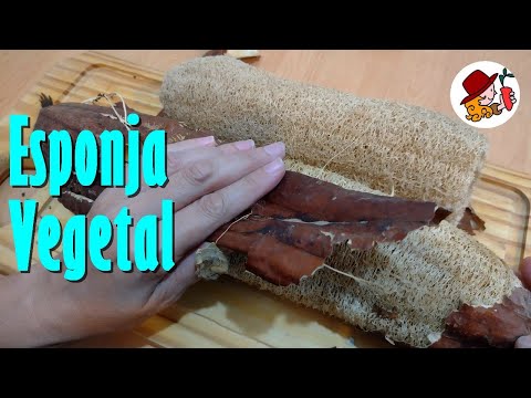 Beneficios y cuidados de la luffa en tu rutina de higiene diaria