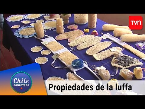 Descubre los increíbles usos y propiedades de la luffa y cómo cultivarla