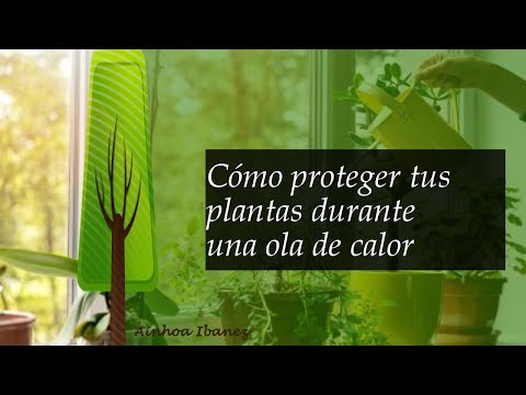 Consejos para proteger tus plantas durante una ola de calor