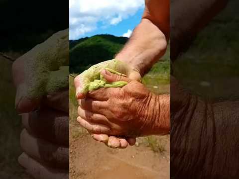 Saponaria officinalis: la planta del jabón con increíbles propiedades naturales Saponaria officinalis: la planta del jabón con increíbles propiedades naturales