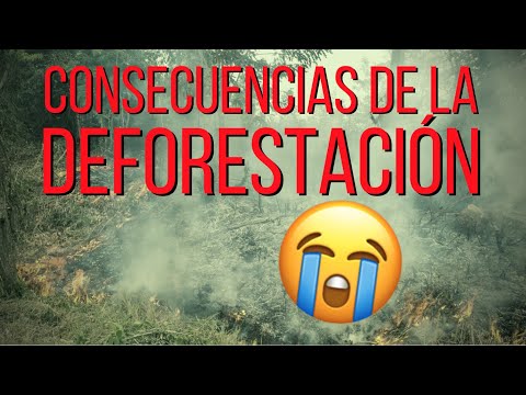 El impacto devastador de la deforestación: causas y consecuencias ambientales