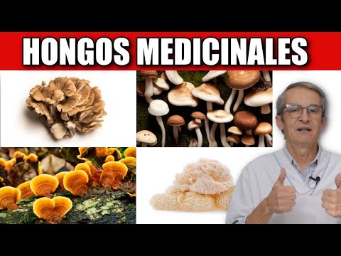 Los increíbles beneficios y propiedades de las setas para la salud. Los increíbles beneficios y propiedades de las setas para la salud.
