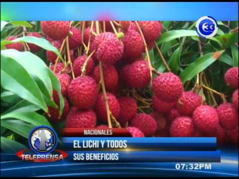 Lichis: usos en la cocina, cómo comerlos y valores nutricionales Lichis: usos en la cocina, cómo comerlos y valores nutricionales