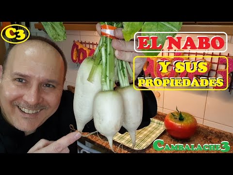Apio nabo: cómo cocinarlo, recetas y propiedades Apio nabo: cómo cocinarlo, recetas y propiedades